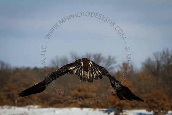 Eagle Days 2012-062