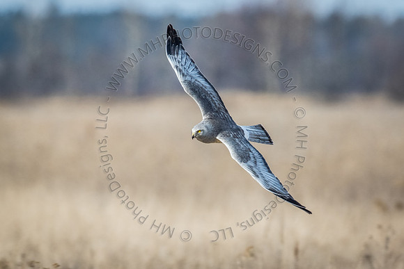 March 2015-014