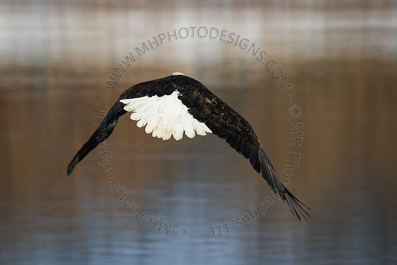 Eagle Days 2012-085