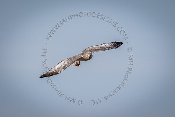 March 2015-013