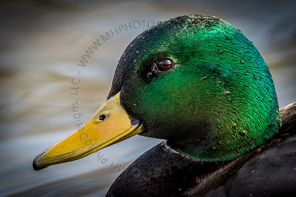 March 2015-004