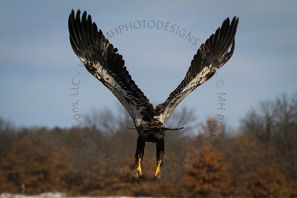 Eagle Days 2012-061
