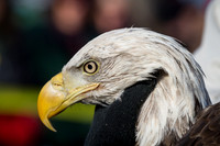 Eagle Days 2012-013