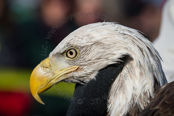 Eagle Days 2012-013