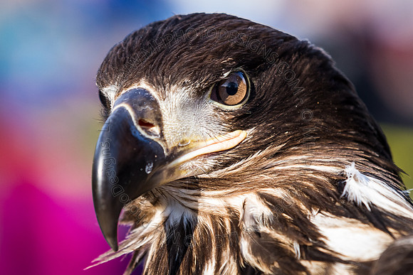 Eagle Days 2012-051