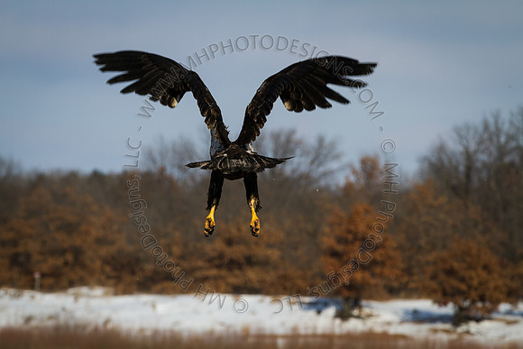 Eagle Days 2012-063