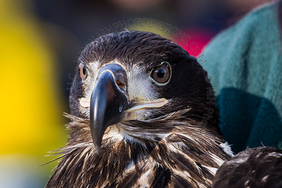 Eagle Days 2012-050