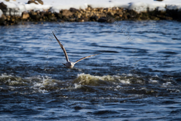 Eagle Days 2012-089