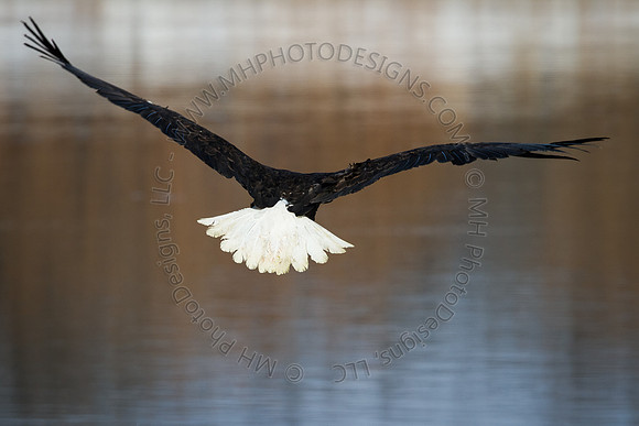 Eagle Days 2012-084