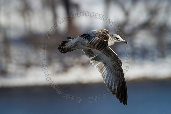 Eagle Days 2012-095