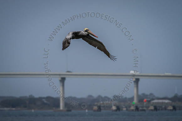 Florida 2012 ~ Week 1-026
