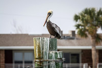 Florida 2012 ~ Week 1-012