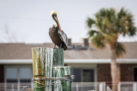 Florida 2012 ~ Week 1-011