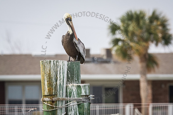 Florida 2012 ~ Week 1-011