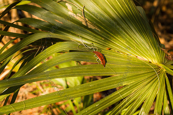 Florida 2012 ~ Week 2-061