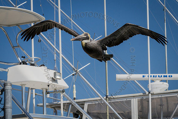 Florida 2012 ~ Week 2-148