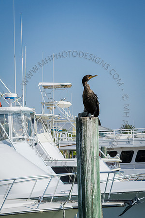 Florida 2012 ~ Week 2-095