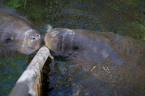 Florida 2012 ~ Week 2-083