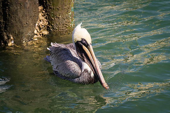 Florida 2012 ~ Week 2-105