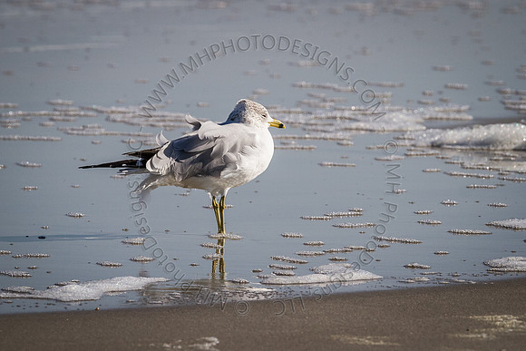 Florida 2012 ~ Week 2-002