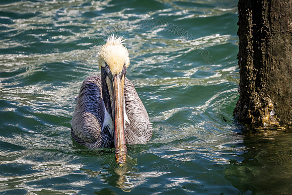 Florida 2012 ~ Week 2-102