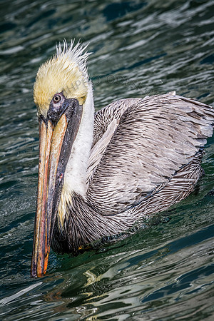 Florida 2012 ~ Week 2-110