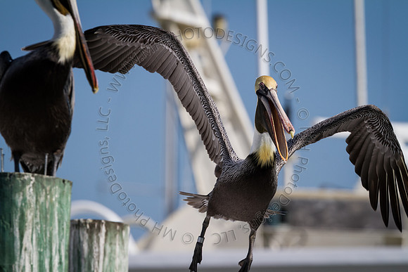Florida 2012 ~ Week 2-128