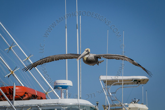 Florida 2012 ~ Week 2-144