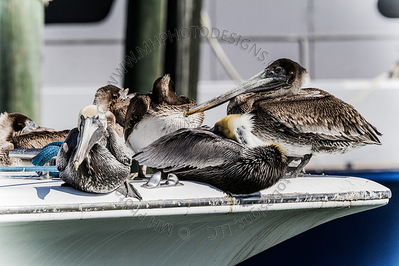 Florida 2012 ~ Week 2-112