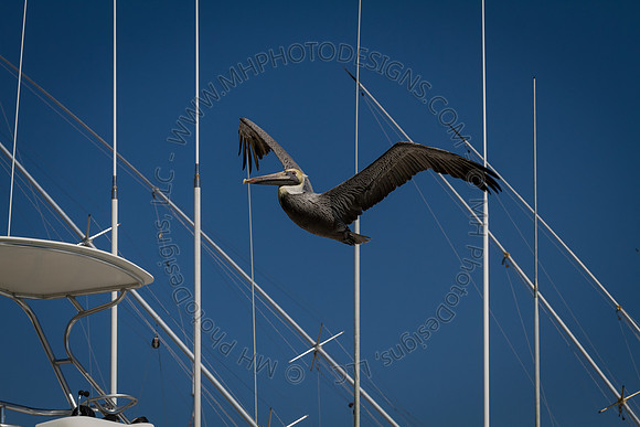 Florida 2012 ~ Week 2-156