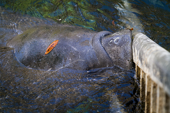 Florida 2012 ~ Week 2-079