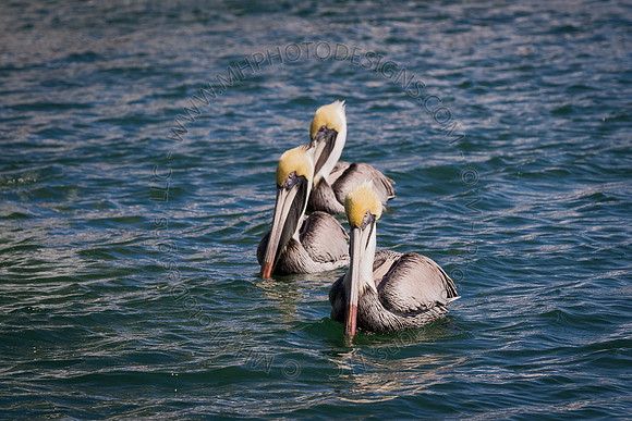Florida 2012 ~ Week 2-132