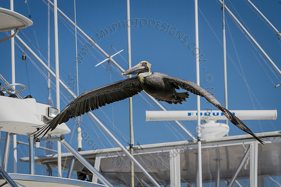 Florida 2012 ~ Week 2-147