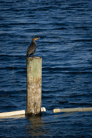 Florida 2012 ~ Week 2-064