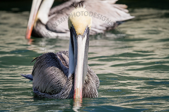 Florida 2012 ~ Week 2-136