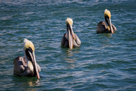 Florida 2012 ~ Week 2-131