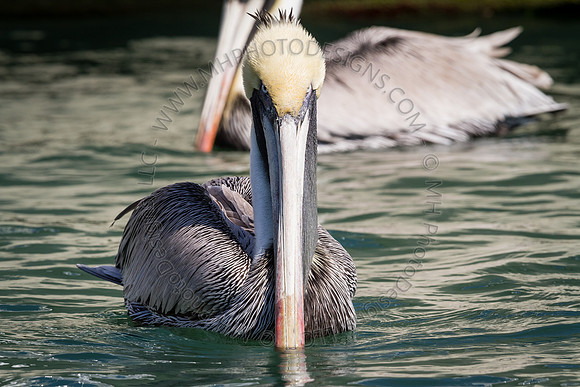 Florida 2012 ~ Week 2-135