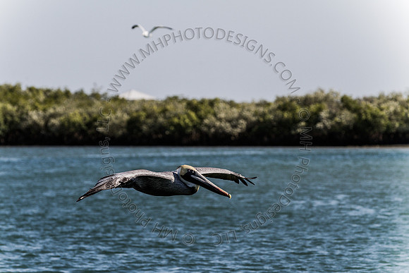 Florida 2012 ~ Week 2-139