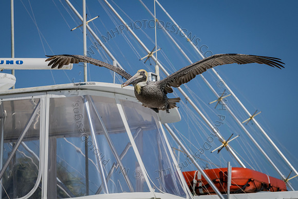Florida 2012 ~ Week 2-146