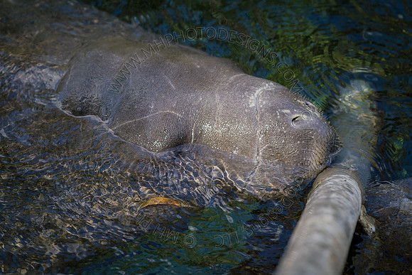 Florida 2012 ~ Week 2-082