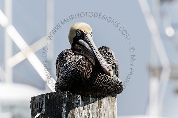 Florida 2012 ~ Week 2-114