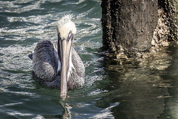 Florida 2012 ~ Week 2-103
