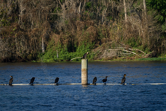 Florida 2012 ~ Week 2-063