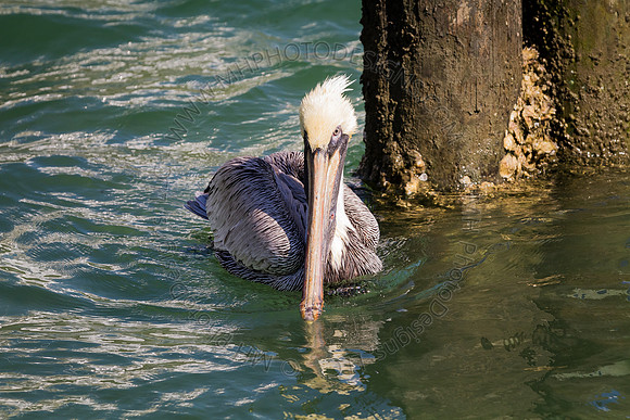 Florida 2012 ~ Week 2-104