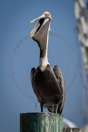 Florida 2012 ~ Week 2-119