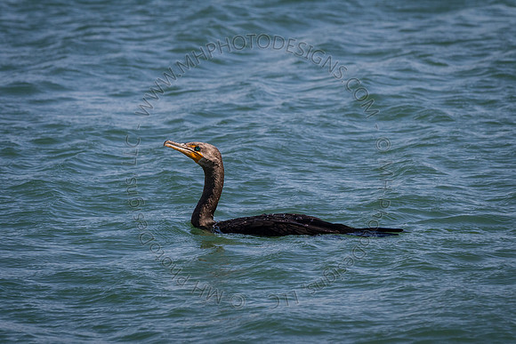 Florida 2012 ~ Week 2-155