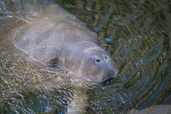 Florida 2012 ~ Week 2-080