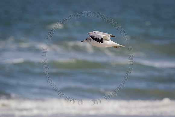 Florida 2012 ~ Week 2-035
