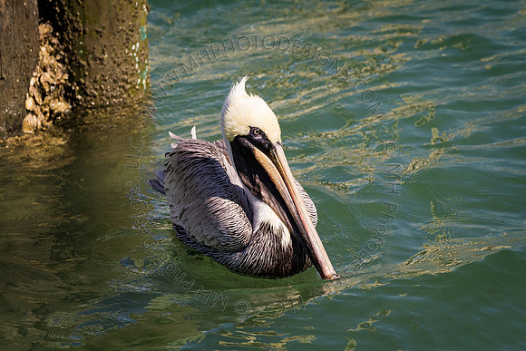 Florida 2012 ~ Week 2-107