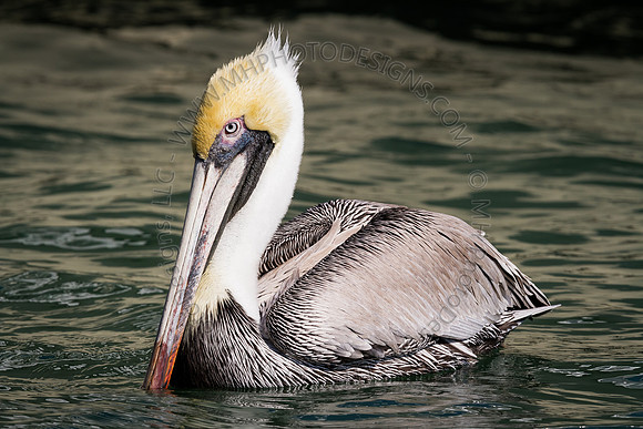 Florida 2012 ~ Week 2-134
